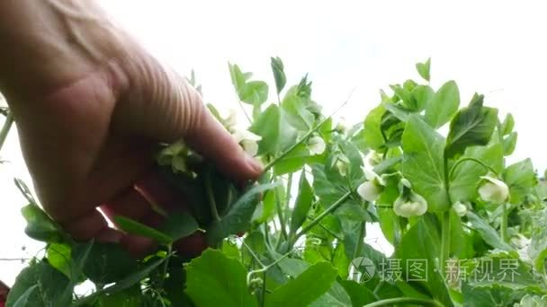 农民检查豌豆植物