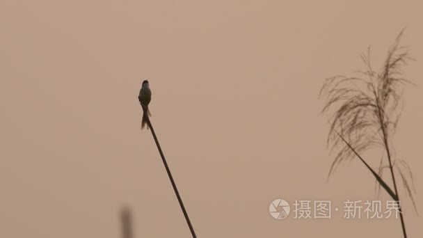 平原鹪莺鹪剪影鸟视频