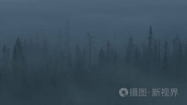 诡异的薄雾森林视频
