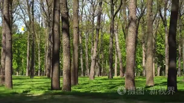 慢慢地滑相机和树木在公园视频