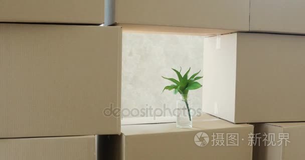 开箱脆弱绿色植物的第一个新公寓启封框。移动到一个新的公寓概念