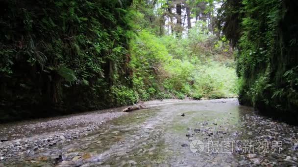 看不起在蕨类植物峡谷流视频