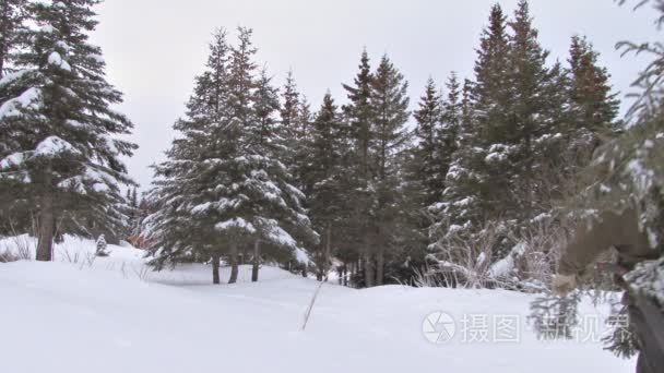 在雪中的人进行圣诞树向家走去视频