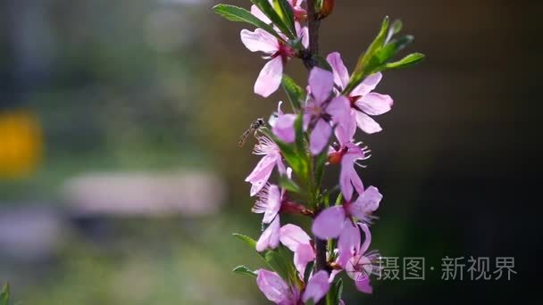 黄蜂飞和漂亮的粉红色的花上采集花粉。慢动作全部高清 1080p视频