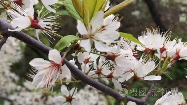 樱桃花大相机运动视频