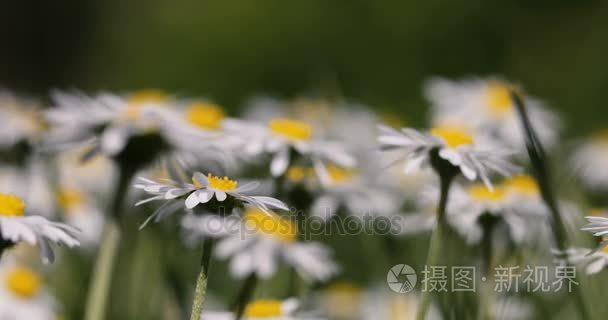 在春风中的小白色的雏菊花