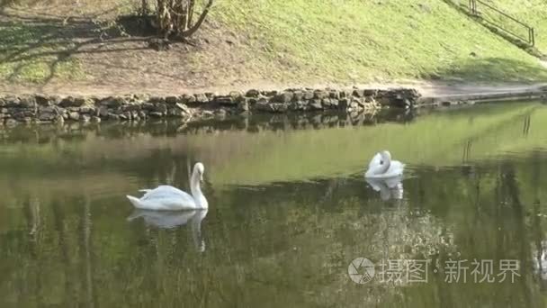 两个华丽的白色天鹅在湖里游泳视频