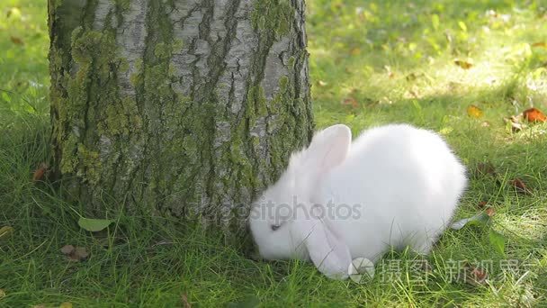白兔在花园