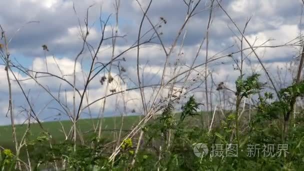 草在风和太阳光线中摇曳视频