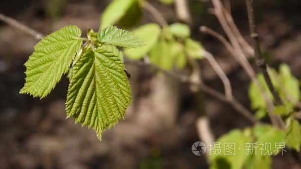 早午餐的榛树的森林宏视频