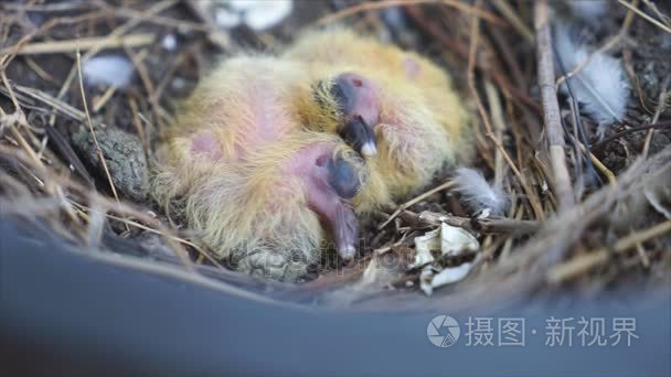 首先在窝里出生婴儿鸽视频