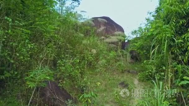 在野生丛林中石头生长的植物视频