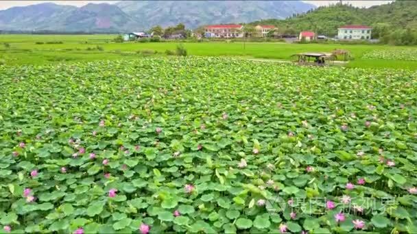 荷花对山场视频