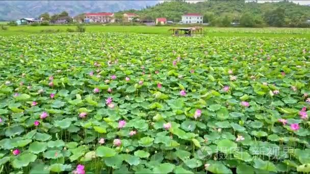 荷花对山场视频