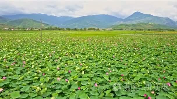 荷花对山场视频