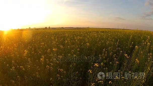 日落黄昏的黄色油菜花田视频