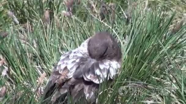 绿色的鸟草隐藏在南极洲的喙视频