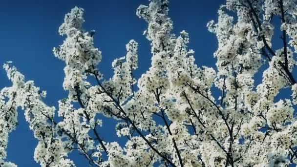 春天开花树与花视频