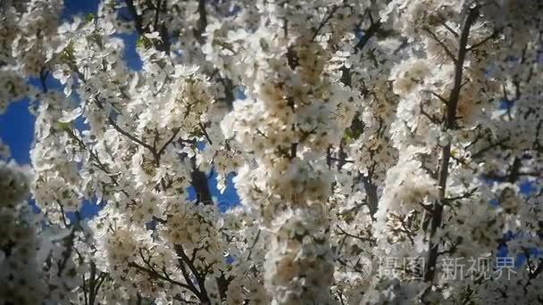 春天开花树与花视频