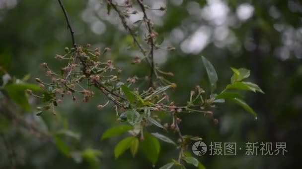 雨点滴在树枝上视频