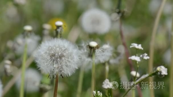 蒲公英在风中的夏田