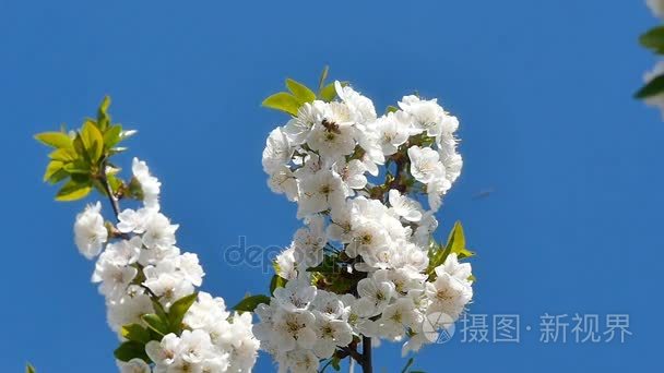 春天开花树与花视频