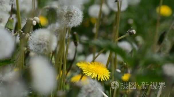 蒲公英在风中的夏田