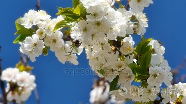 春天开花树与花视频