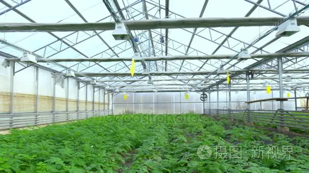 马铃薯植株生长在温室视频