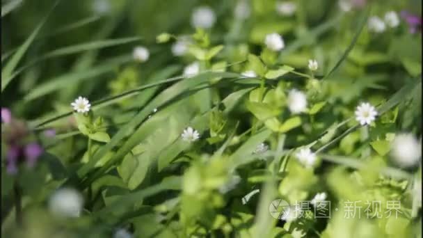 风吹动那些草和花在春天视频