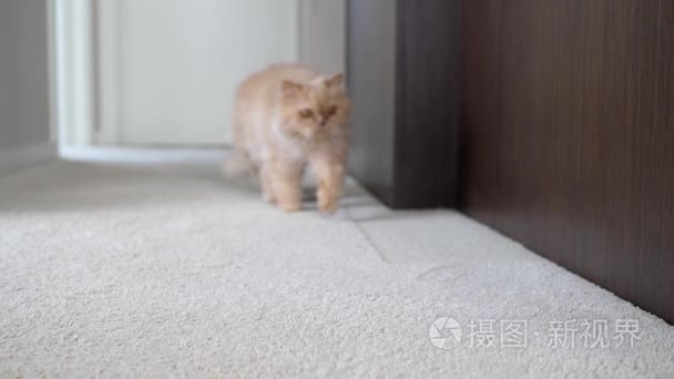 猫走在照相机前面的慢镜头视频