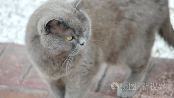 灰猫动物苏格兰可爱猫咪甜视频