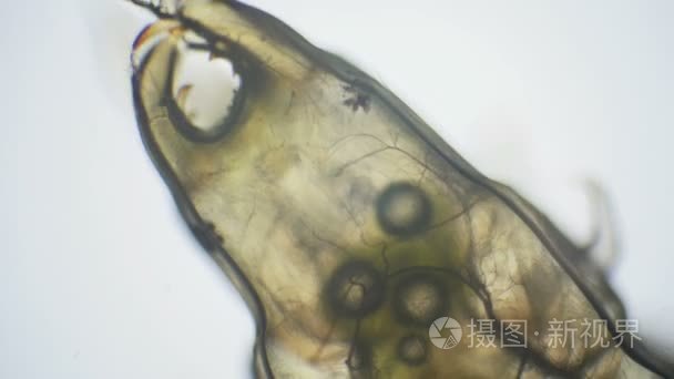 水生昆虫幼虫通过显微镜视频