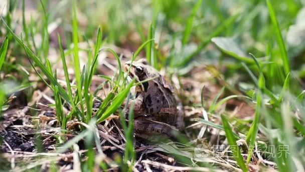 一只青蛙坐在草丛中，从危险迫近跳。慢动作全部高清 1080p视频