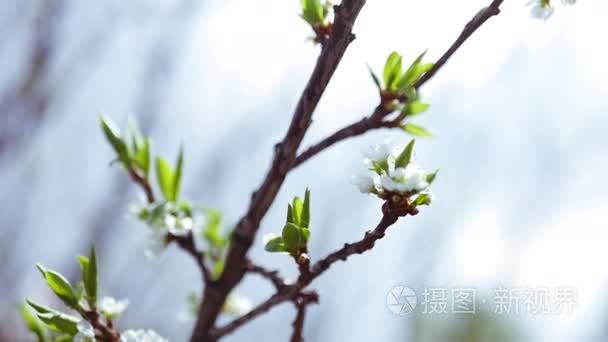 开花苹果树枝与白色鲜花特写。慢动作全部高清 1080p