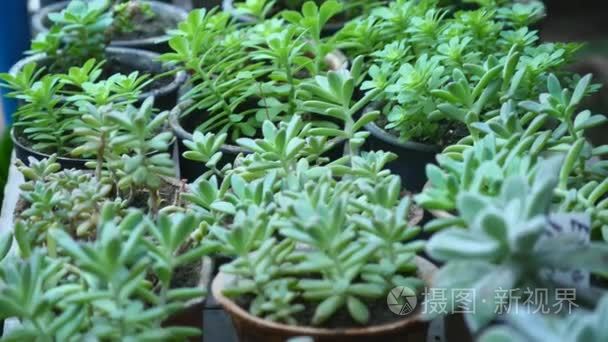 年轻玉室内植物在植物园视频