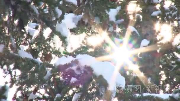 太阳耀斑通过雪树视频