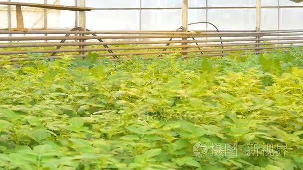 一排排的生菜植物视频