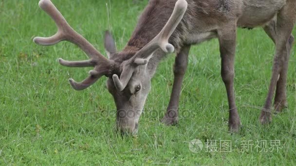 鹿在意大利阿布鲁佐国家公园视频