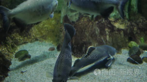 在水族馆的鱼视频