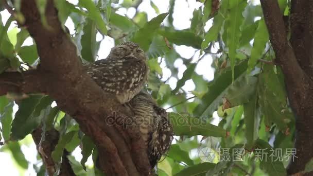 在树枝上睡觉的小猫头鹰视频