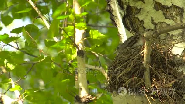 画眉鸟在巢小鸡清洁羽毛视频