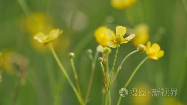 欧洲植物区系视频