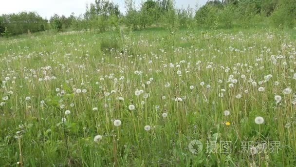 在绿色的草原上开花后的蒲公英视频