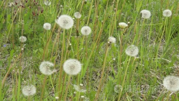 在绿色的草原上开花后的蒲公英视频