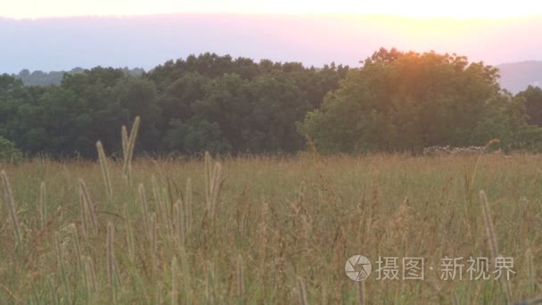 高高的草丛农村视频