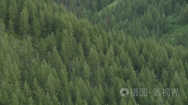 松树树森林广袤向上倾斜视频