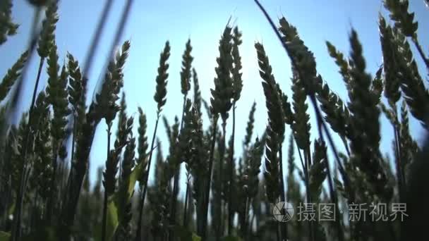 小麦玉米丰收农业视频