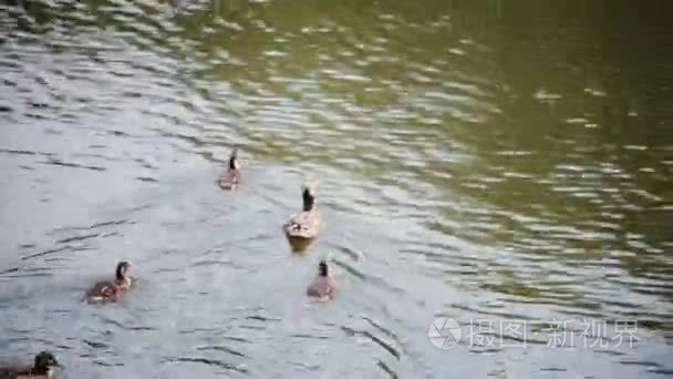 水的鸟群。鸭子在灿烂夏日湖里游泳。美丽的风景