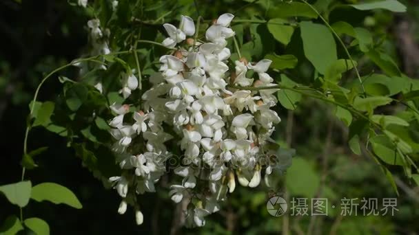 蜜蜂采集花蜜刺槐花视频